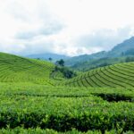 Rijstveld, Java